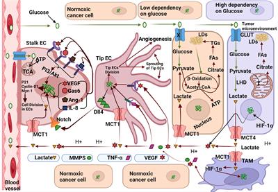 Frontiers Hypoxia Induced Lactate Acidosis Modulates Tumor